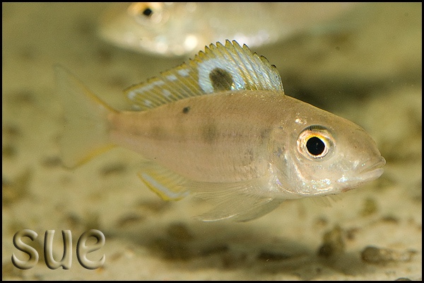 Ectodus descampsii 'Chisanze'